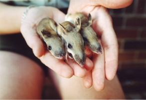 babybandicoots