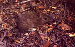 bandicootsinleaves