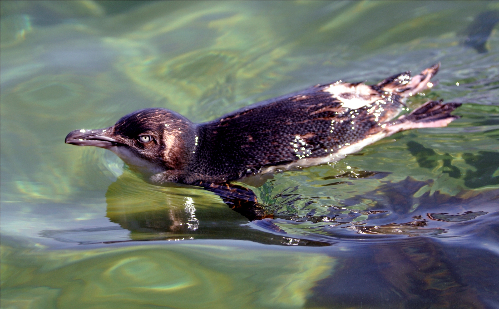 moulting penguin